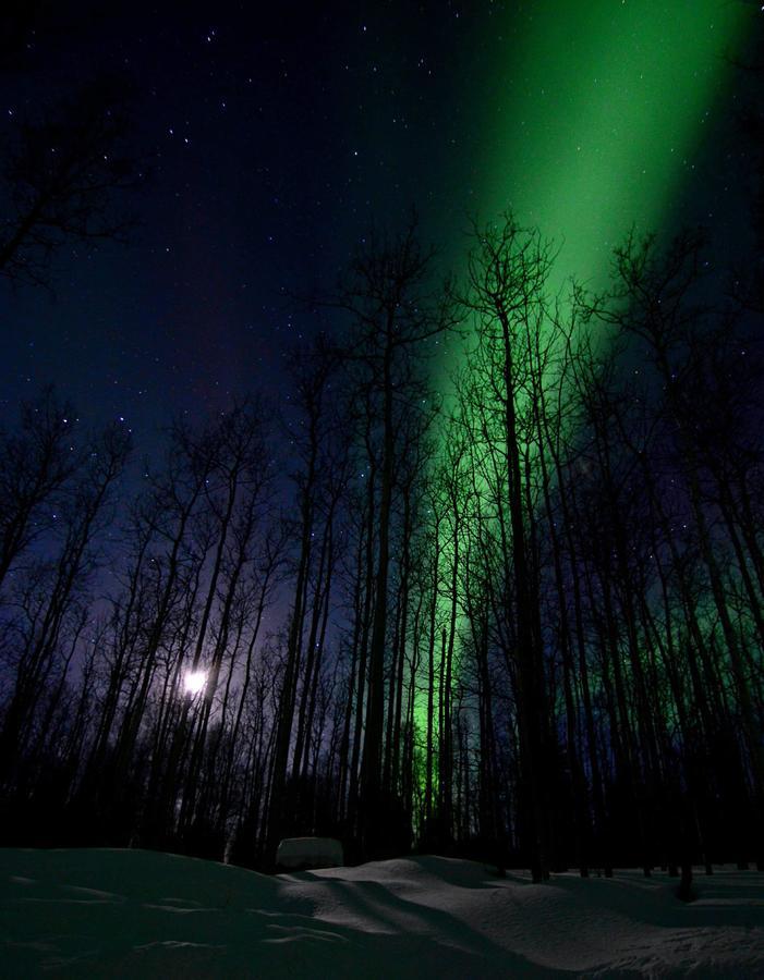 Wildmoon Home Fairbanks Eksteriør billede